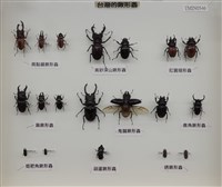 兩點赤鍬形蟲藏品圖，第2張
